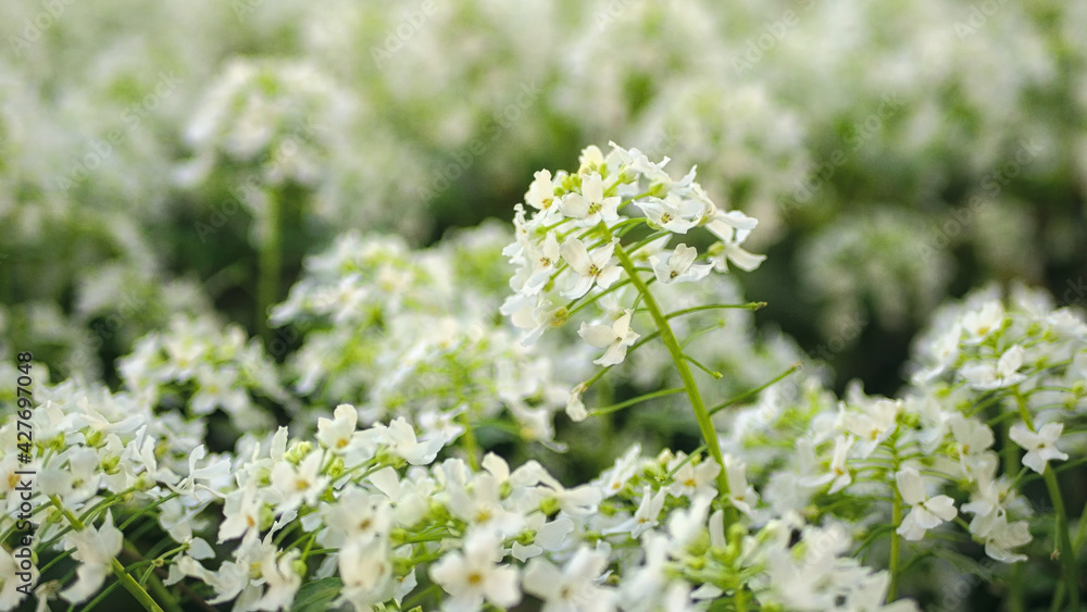 Großblättriges Scheinschaumkraut (Pachyphragma macrophylla) Großblättriges Scheinschaumkraut (Pachyphragma macrophylla)
