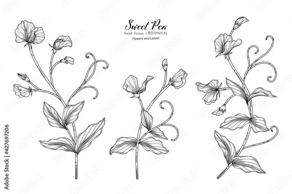 Sweet peas flower and leaf hand drawn botanical illustration with line art.