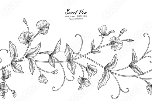 Sweet peas flower and leaf hand drawn botanical illustration with line art.