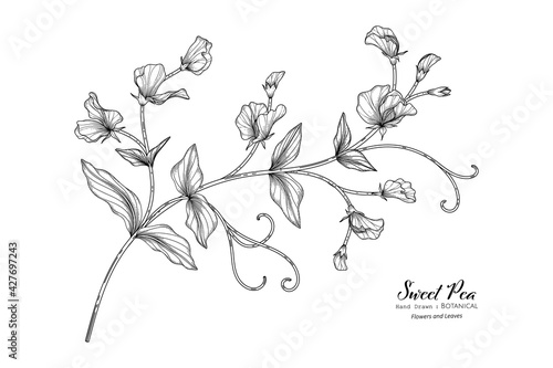 Sweet peas flower and leaf hand drawn botanical illustration with line art.