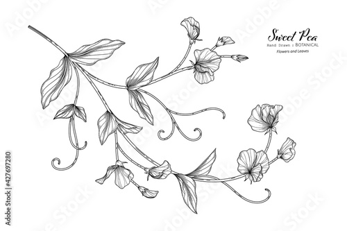 Sweet peas flower and leaf hand drawn botanical illustration with line art.