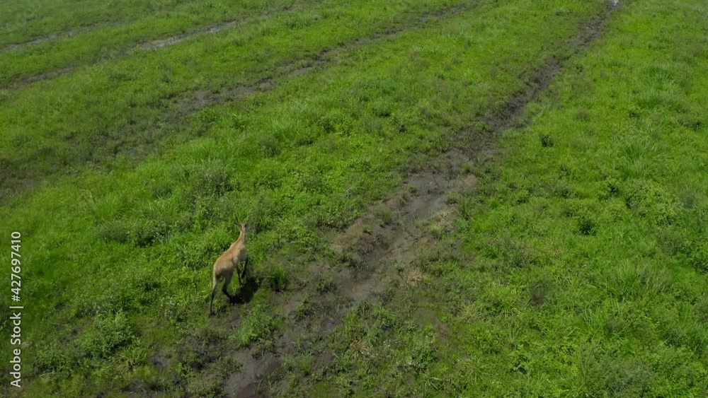 aerial image with drone of a hart the Pantanal in Mato Grosso do Sul in Brazil aerial image with drone of a hart the Pantanal in Mato Grosso do Sul in Brazil