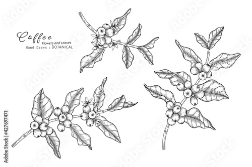 Coffee flower and leaf hand drawn botanical illustration with line art.