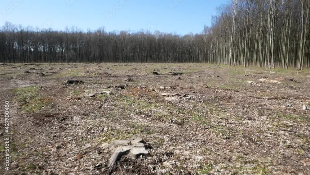 Planting a new forest. Foresters plant trees after deforestation. Young plant new life. Deforestation of beautiful pristine forest areas. The forest plot after deforestation. Planting a new forest. Foresters plant trees after deforestation. Young plant new life. Deforestation of beautiful pristine forest areas. The forest plot after deforestation.