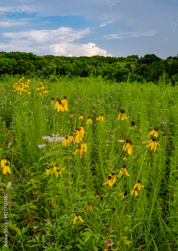 636-18 Prairie Coneflowers at Nachusa Grasslands