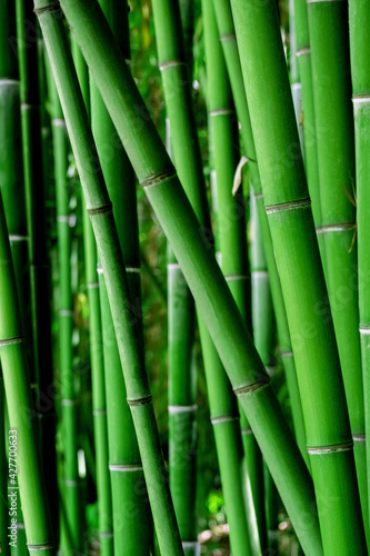 Fototapeta Naklejka Na Ścianę i Meble -  Vertical natural bamboo wallpaper. Green background.