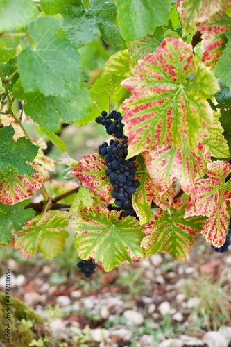 black bunch of grapes surrounded by colourful foliage