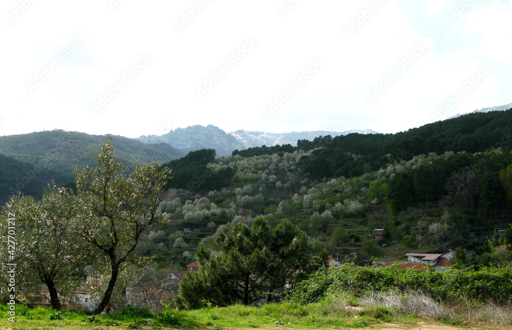CEREZOS EN FLOR VALLE DEL JERTE CEREZOS EN FLOR VALLE DEL JERTE