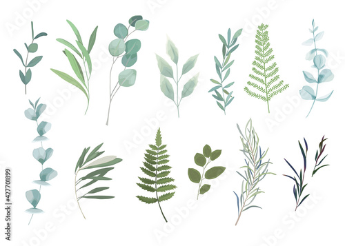 Floral greenery set with eucalyptus branch. Vector illustration