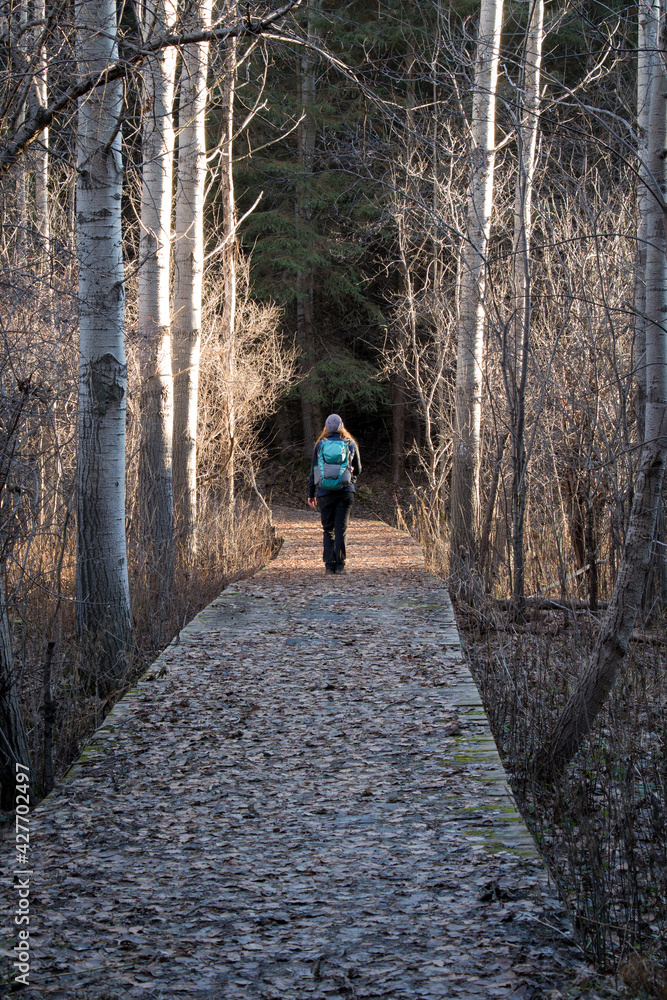 walking in the woods walking in the woods