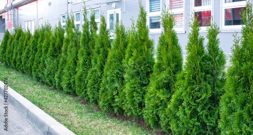 Fotografía Row of Thuja trees in the city landscape on the background of a lowbuilding