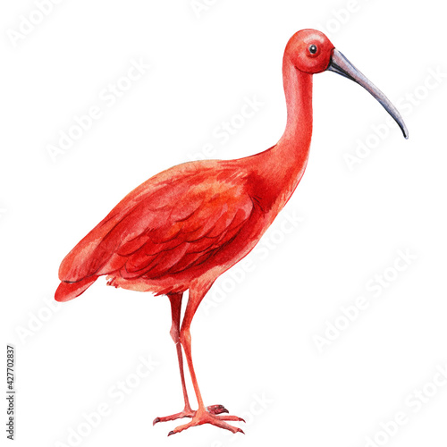 Quadro em tela Tropical bird close up on isolated white background