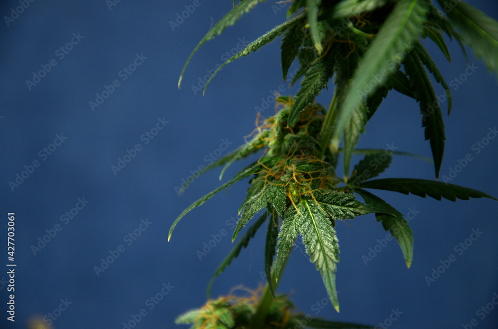 Side view of a branch of varietal marijuana on a dark blue background Side view of a branch of varietal marijuana on a dark blue background