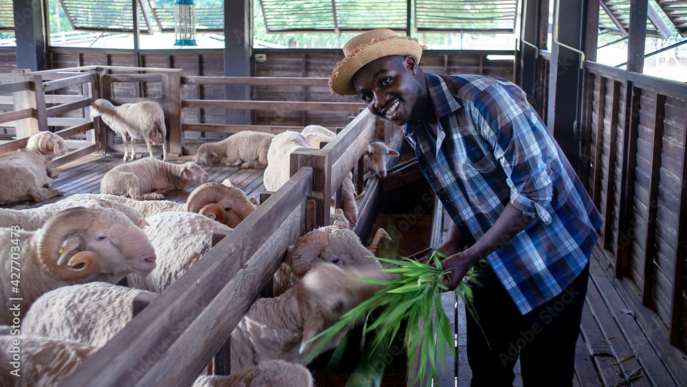 African farmer man feeding grass for a sheep in the farm