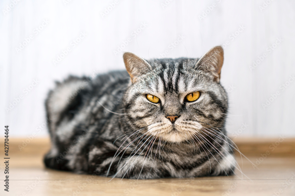 Beautiful striped cat sitting on the floor