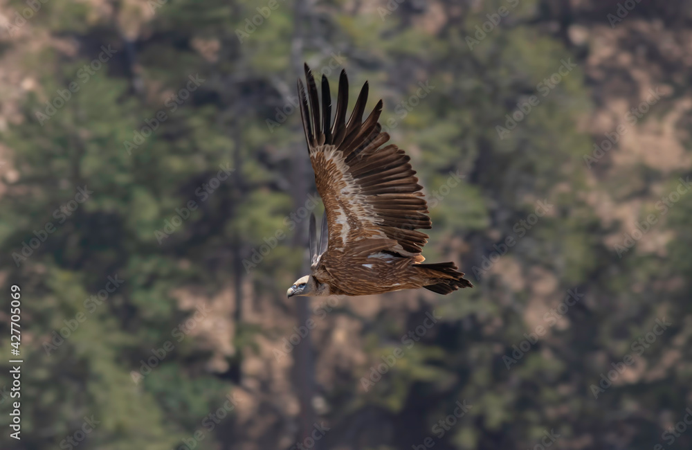 Fototapeta premium Flight time for griffon vulture