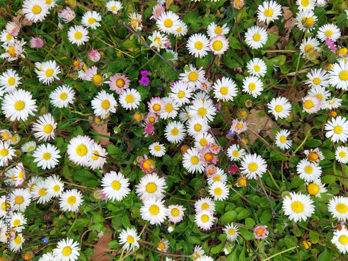 prato di margherite, daisies meadow © picture10