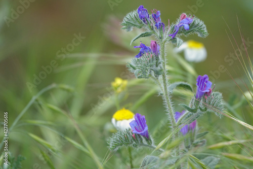 Detail of a Viborera (Echium vulgare) with pretty purple flowers in the field photo