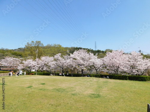 桜が咲く摂津峡公園(大阪府高槻市で2021年3月撮影)