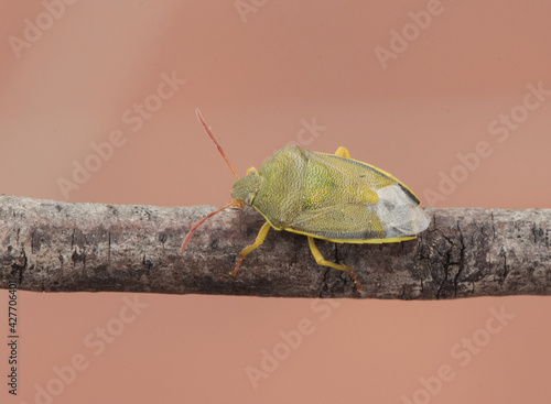 Piezodurus lituratus stink bug insect of intense yellowish green color, with reddish dots and antennae perched on a twig or the ground reddish background photo