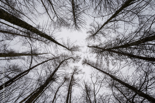 Trees at forest, Boranovice Grove, Czech republic, black and white