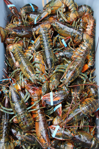 Fresh caught lobster off the boat in Cape Breton, Nova Scotia