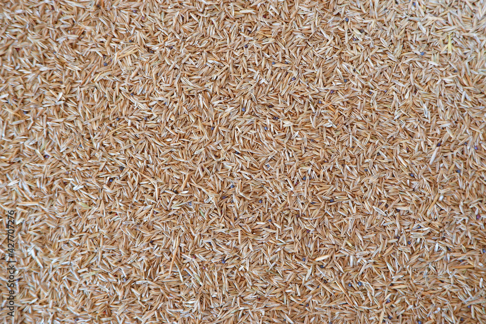 Lawn grass seeds as a background. Natural background. Lawn grass seeds as a background. Natural background.