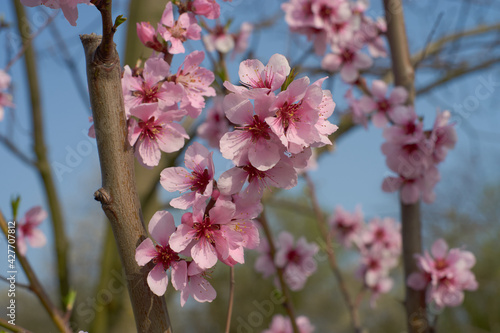Obraz na płótnie Baum im Frühling w salonie
