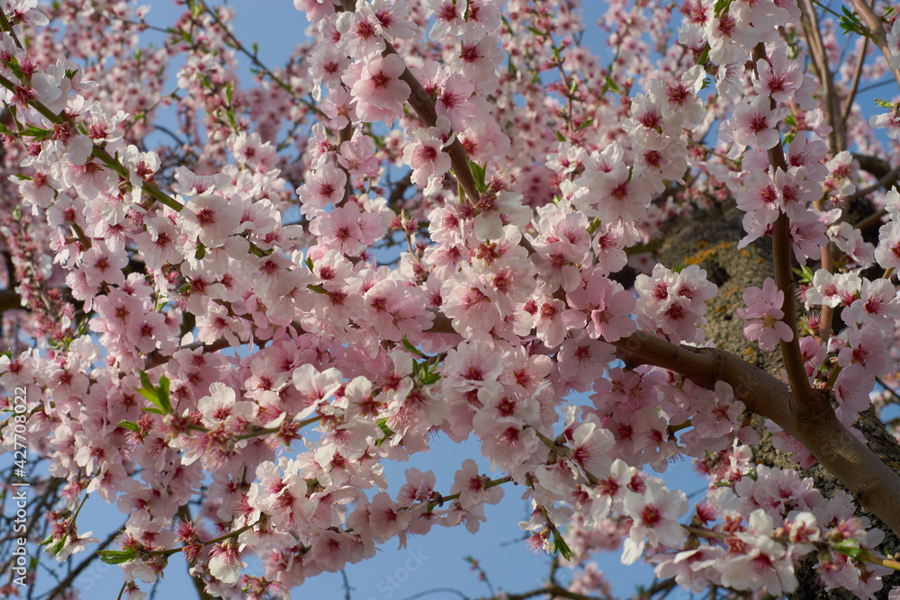 Deutsche Weinstraße, Mandelblüte
