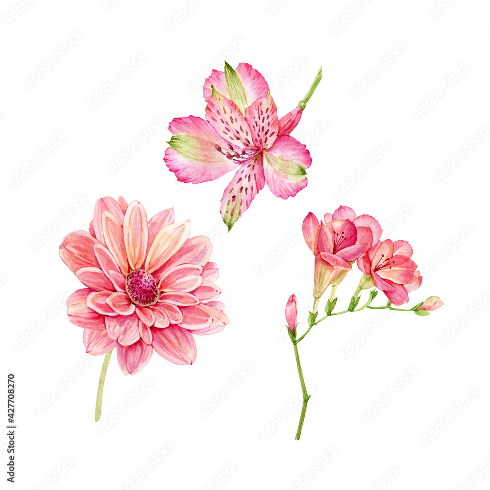 set of watercolor garden pink flowers isolated on white background, hand painted set of watercolor garden pink flowers isolated on white background, hand painted