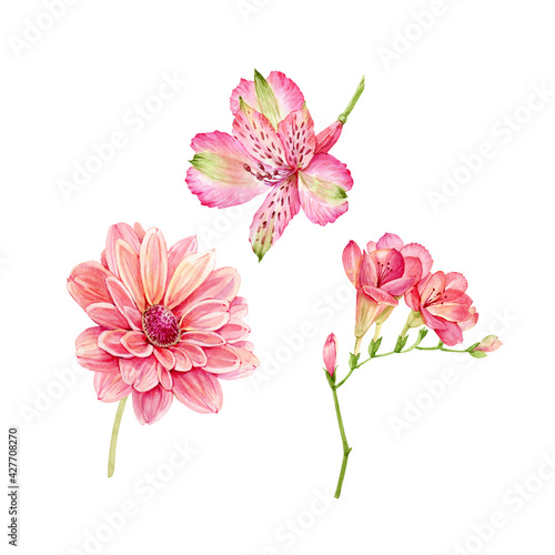 set of watercolor garden pink flowers isolated on white background, hand painted photo