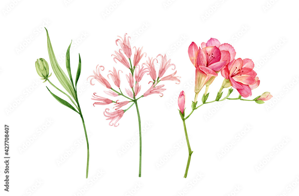 set of watercolor garden pink flowers isolated on white background, hand painted