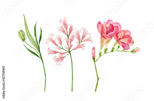 set of watercolor garden pink flowers isolated on white background, hand painted