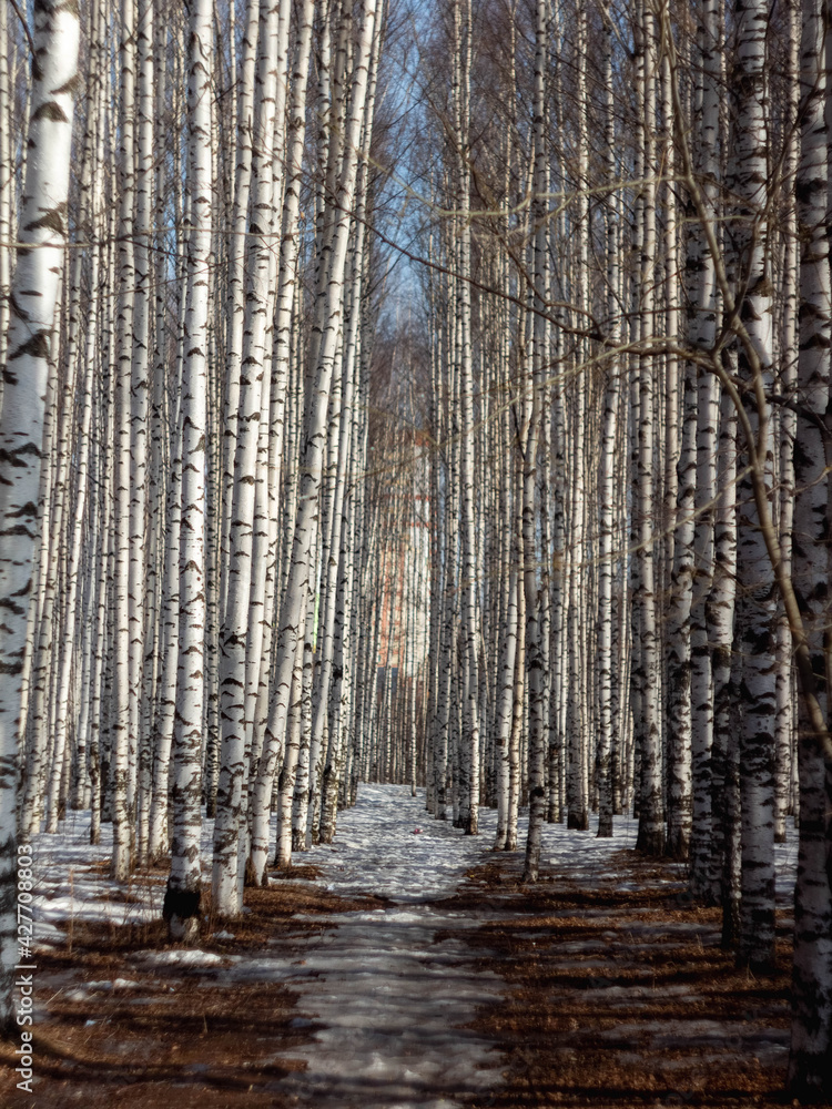 Fototapeta premium forest in winter