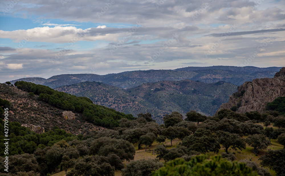 Endless olive groves hills landscape in Andalusia