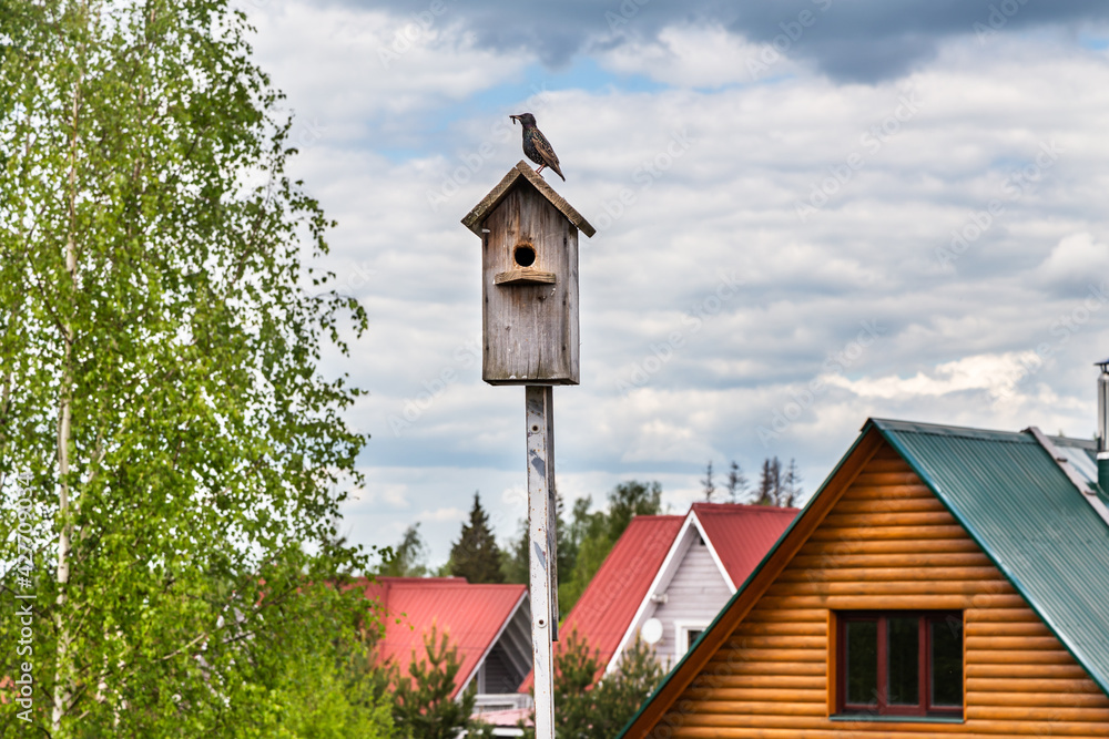 A starling on a birdhouse A starling on a birdhouse