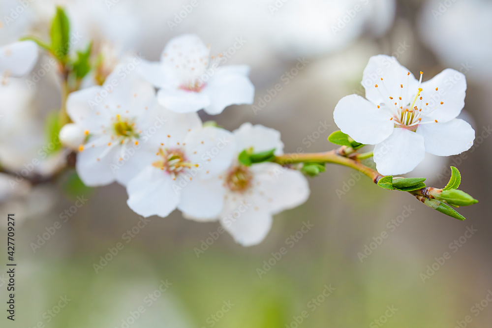 spring blooming branch with white flowers