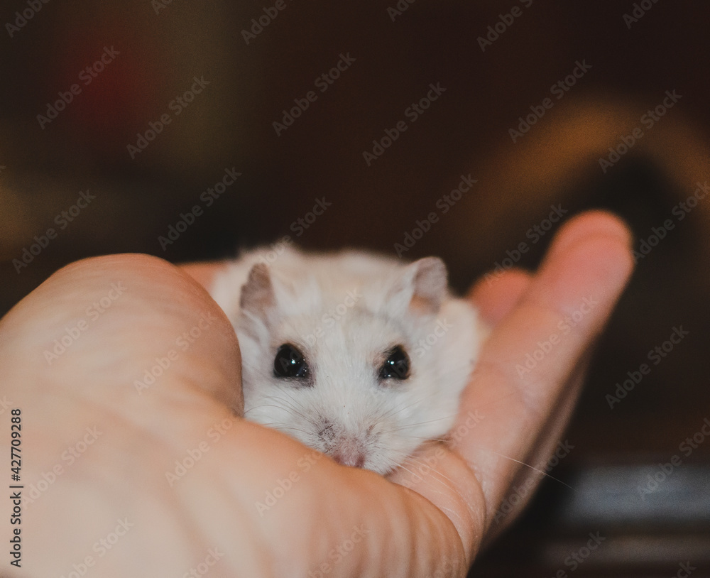 white hamster in the hands
white hamster in the hands