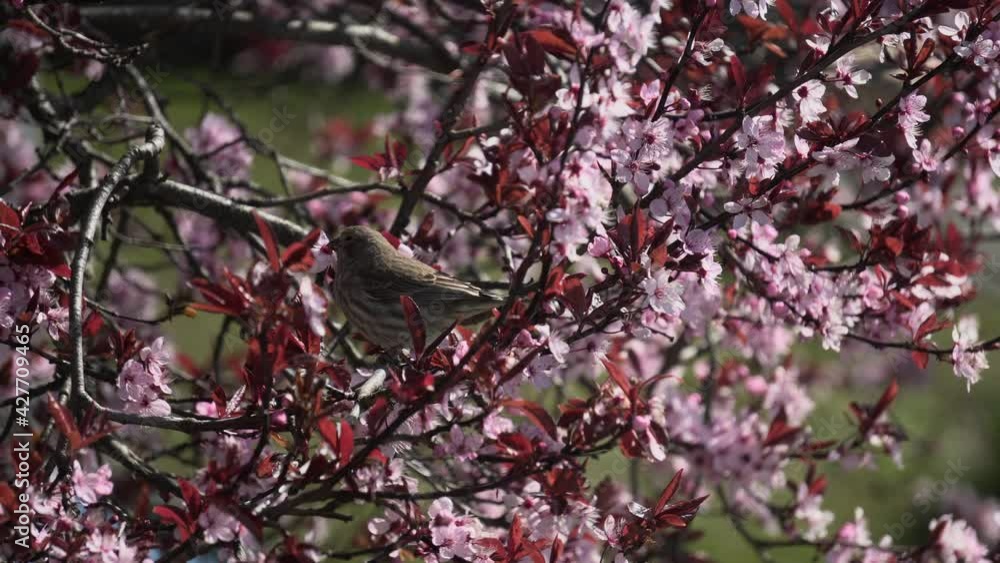 Female House Finch eating cherry blossom petals during the spring season in Canada