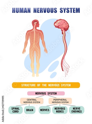 human nervous system educational scheme