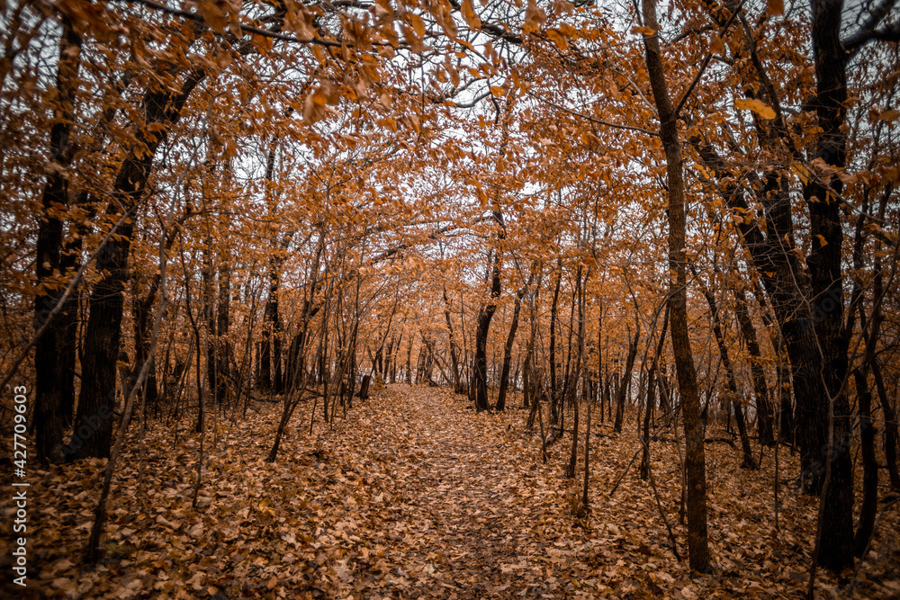 Obraz premium Nebraskan Midwest Fall Forest