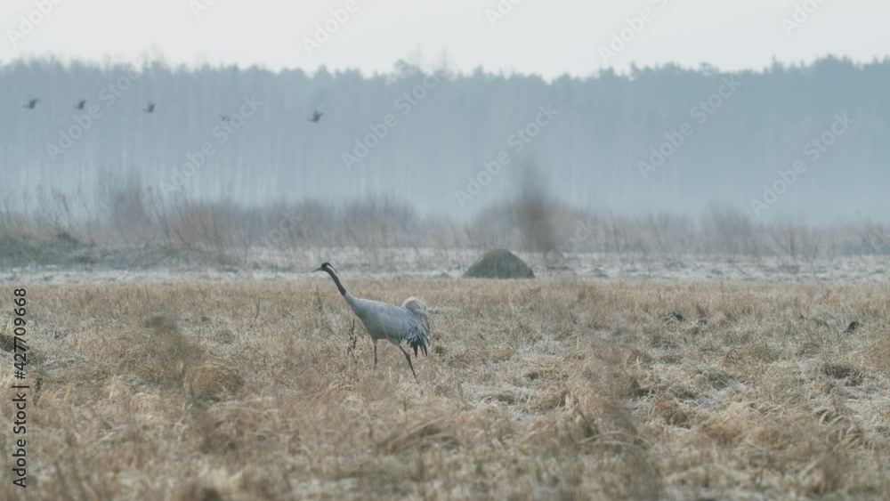 Common crane grus grus walking on dry grass flooded meadow in early spring migration Common crane grus grus walking on dry grass flooded meadow in early spring migration