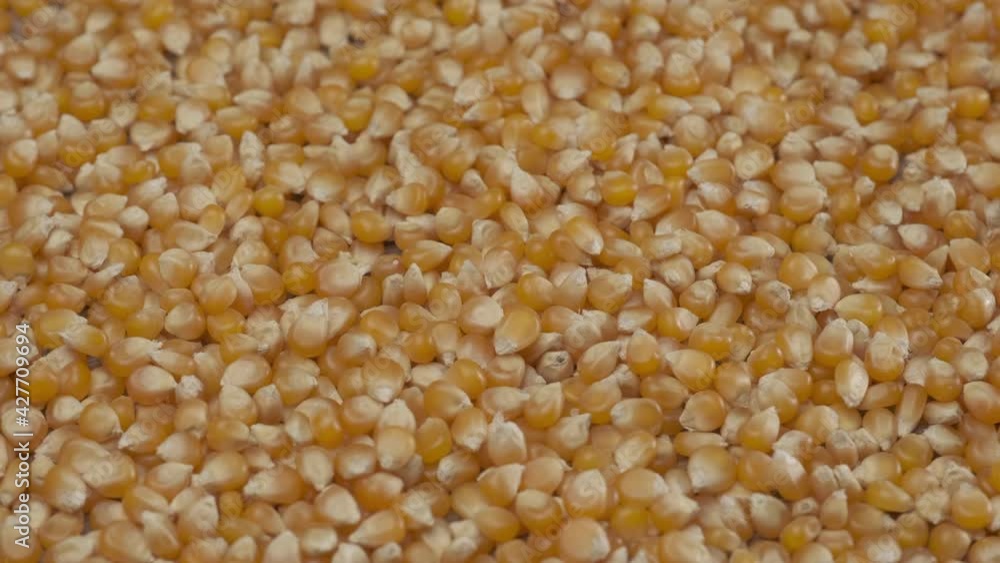 Corn mais cereal grain food Corn mais cereal grain food