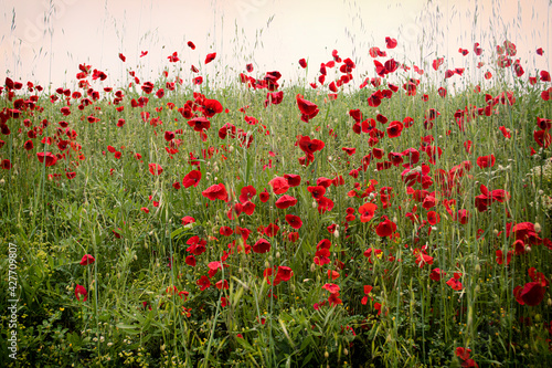 Beautiful field of red poppies in the sunset light. 