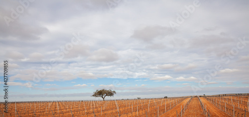Wallpaper Mural lonely tree in Vine growing landscape in Andalusia Torontodigital.ca