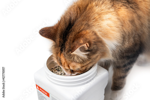 Cat sniffing content in container labeled with poison. Fluffy kitty with head inside bucket. Concept of poison prevention or how to keep pets and children safe. Isolated on white. Selective focus.