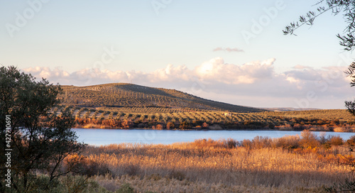 Olive groves landscape at the Laguna de Zonar in southern Spain photo