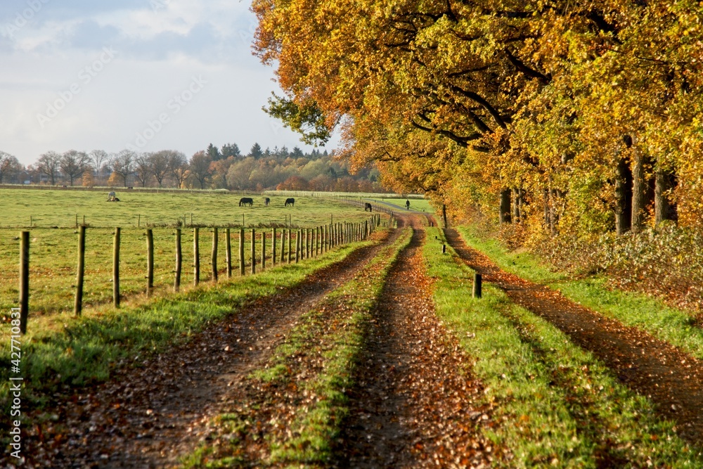 Autumn in countryside near Renkum in the Netherlands