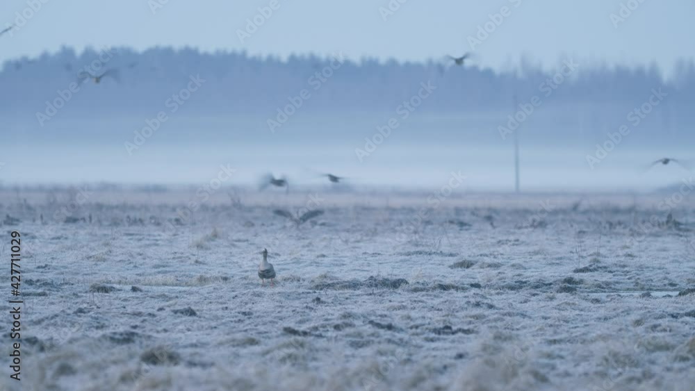 Geese flock during spring migration in early morning dusk feeding and flying on the field Geese flock during spring migration in early morning dusk feeding and flying on the field