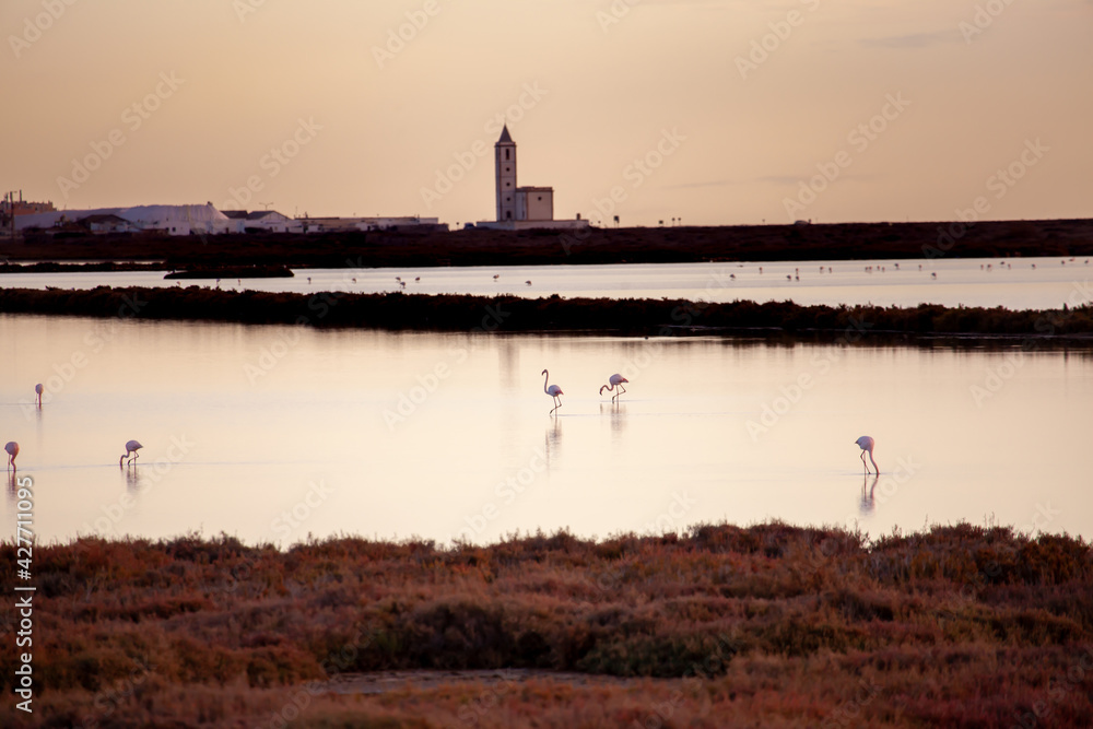 Fototapeta premium Flamingos in the salt flats of Cabo de Gata